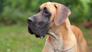 9 Effective Tips to Minimize Great Dane Shedding