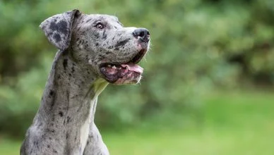 Great Dane Personality: All the Traits You Need to Know About These Gentle Giants