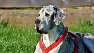 Are Great Danes Hypoallergenic? 6 Ways to Deal with Dog Allergy