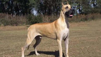 Great Dane Appearance: A Complete Guide from Head to Tail!