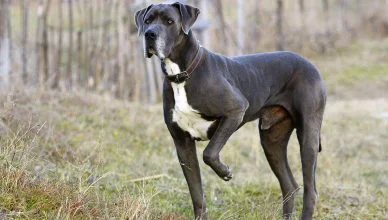 7 Common Great Dane Health Issues and Their Treatment