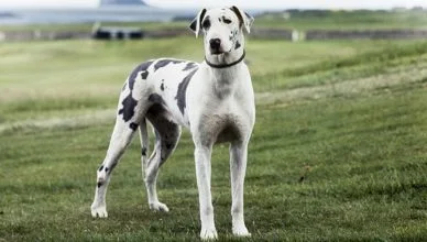 Great Dane Grooming: 6 Grooming Tips to Keep Your Dog Clean and Healthy