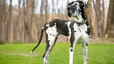 How To Train a Great Dane? Here Are 6 Best Ways To Train Your Great Dane