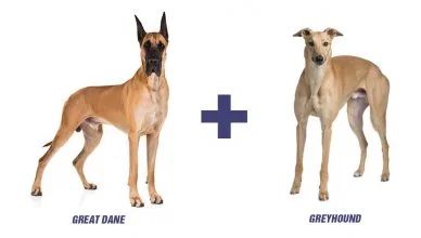 Great Dane Greyhound Mix: 5 Reasons Why You Should Get This Mixed Breed ASAP!