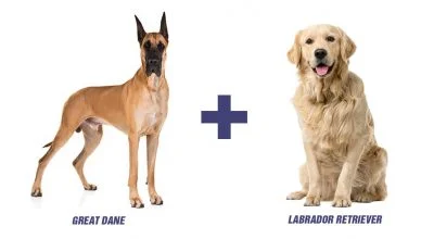 Great Dane Labrador Mix I Labradane I Everything You Need to Know About This Mixed Breed