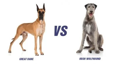 Great Dane VS Irish Wolfhound: The Top 10 Differences