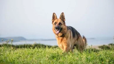 Top 10 Interesting German Shepherd Facts That Make Them Truly Special