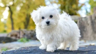 Maltese Dog Breed Information: A Complete Guide