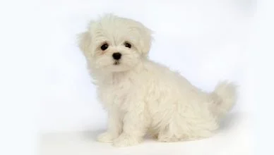 Maltese Dogs Cost: Here’s A Breakdown Of Total Cost of Owning A Maltese Puppy