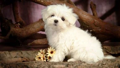 Is Maltese The Right Dog Breed For Your Family? Maltese Dog Temperament: Explained