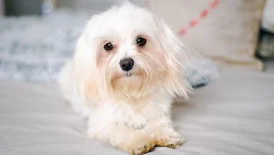 Do Maltese Dogs Have Separation Anxiety? Here’s All You Need To Know About The Maltese’s Adaptability