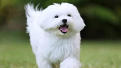 Are Maltese Dogs Easy To Train?