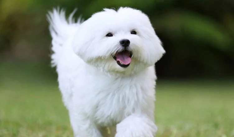 Are Maltese Dogs Easy To Train?