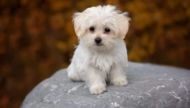 Maltese Dogs Health Issues: 5 Common Health Problems That Maltese Are Prone To