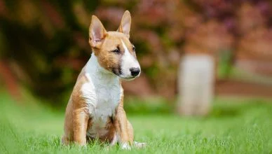 Miniature Bull Terrier: A Complete Breed Guide And Information