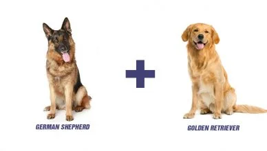 German Shepherd Golden Retriever Mix: Meet Golden Shepherd, The Breed That Will Light Up Your World!