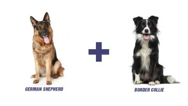 German Shepherd Border Collie Mix: Meet Shollie, The Best Family Dog In Canine World