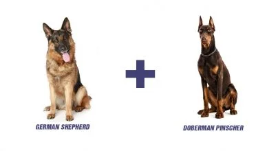 German Shepherd Doberman Mix: Here’s What You Need To Know Before Owning The Brave Doberman Shepherd