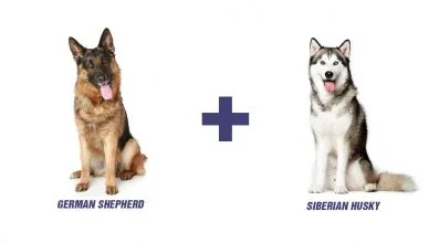 German Shepherd Husky Mix: Everything You Need To Know About The Amazing Shepsky