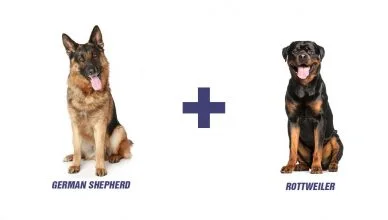 German Shepherd Rottweiler Mix: The Most Loyal Watchdogs?