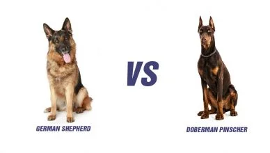 German Shepherd Vs Doberman Pinscher: Top 5 Differences (And Similarities)