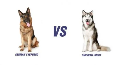 German Shepherd Vs Husky: Top 5 Differences