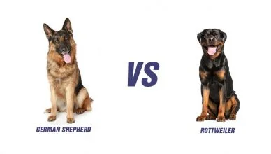 German Shepherd VS Rottweiler: Top 10 Differences