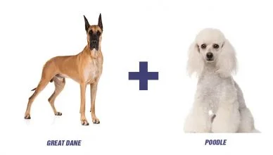 Great Dane and Poodle Mix I Great Danoodle I A Complete Breed Profile