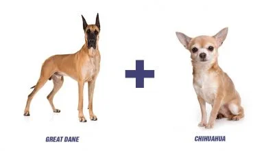 Great Dane Chihuahua Mix I Chi-Dane-Dane I Meet the Most Unthinkable and Controversial Designer Dog