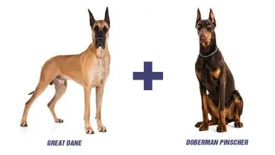Great Dane Doberman Mix I Doberdane I Pros and Cons of Getting One of These Mixed Breeds
