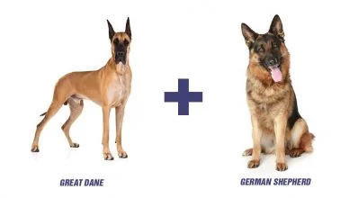 Great Dane German Shepherd Mix I Great Shepherd I Here’s Everything You Need to Know About This Hybrid Dog