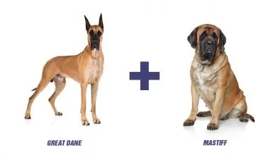 Great Dane Mastiff Mix I Daniff I A Complete Breed Profile Of This Gentle Giant