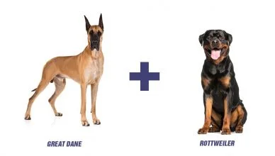 Great Dane Rottweiler Mix I Weiler Dane I Everything You Need to Know About This Truly Special Breed