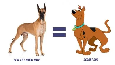 Great Dane Scooby Doo: How Was Scooby Doo Created?