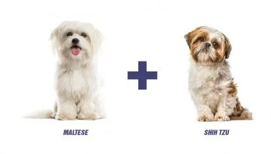 Maltese Shih Tzu Mix: The Ultimate Malshi Guide (Personality, Exercise, Grooming And Cost)