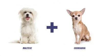 Maltese Chihuahua Mix: A Quick Overview Of The Small And Fiesty Malchi