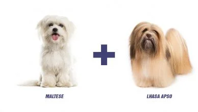 Maltese Lhasa Apso Mix: Introducing The Lhatese (Appearance, Personality, Grooming And Cost)