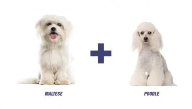 Maltese Poodle Mix: Maltipoo, The Ultimate Companion Dog