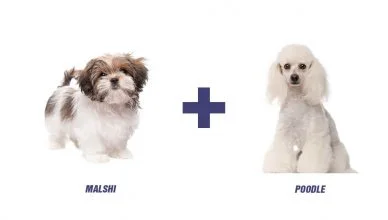 Maltese Shih Tzu Poodle Mix: Everything You Need To Know About Malshipoo, The Perfect Companion Dog