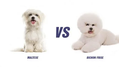 Maltese Vs Bichon Frise: Top 10 differences