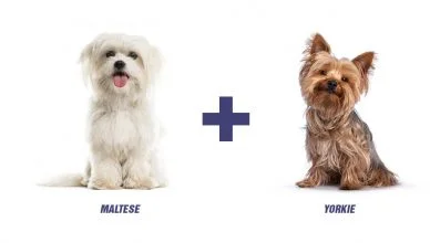 Maltese Yorkie Mix: Morkie Essential Facts For New Owners