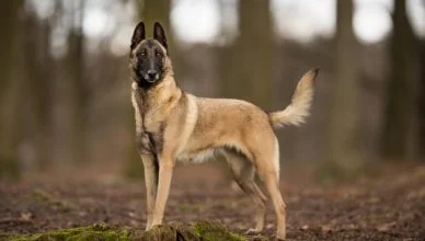 Belgian Malinois Dog Breed Information: A Complete Guide