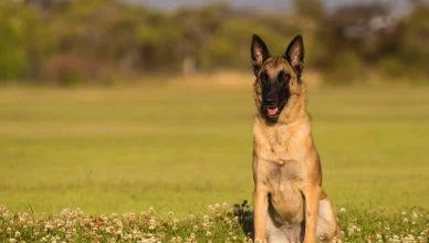 How Much Does A Belgian Malinois Cost? 5 Factors That Influence the Cost of a Belgian Malinois