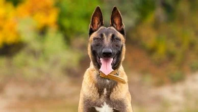 Do Belgian Malinois Shed? 6 Tips on How to Manage Their Shedding at Home