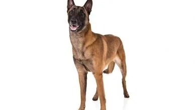 Are Belgian Malinois Good for First Time Owners? No, Here Are 6 Reasons Why!