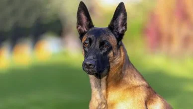 5 Common Belgian Malinois Health Issues And How to Prevent Them