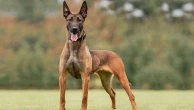 What Does A Belgian Malinois Look Like? (Body Structure, Height, Weight and Coat)