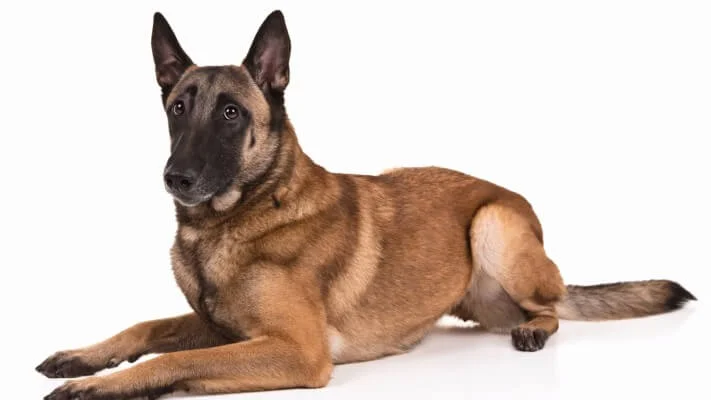 Are Belgian Malinois Aggressive Dogs?