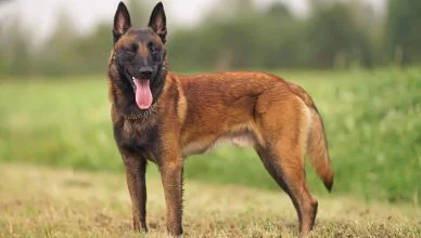 Are Belgian Malinois Aggressive Dogs? 6 Reasons Why Belgian Malinois Can Be Aggressive And How To Control Them