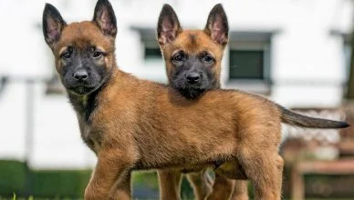 How To Train A Belgian Malinois Puppy? 9 Belgian Malinois Training Tips